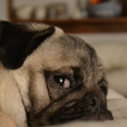 Owner Determines What Kind Of Day It’ll Be Based On His Senior Pug