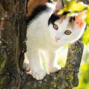 Pair of Helpers Steps in to Keep Kittens Fed When Their Mom Disappears