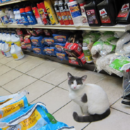 People Can’t Get Enough Of The Bodega Cats On Social Media