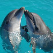 Pod Of Dolphins Lead Sailor To Woman Stranded In Middle Of Ocean