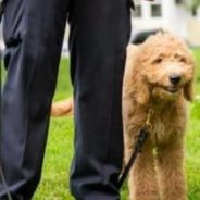 Police Therapy Puppy Helps Save Distraught Teen From Jumping Off Roof