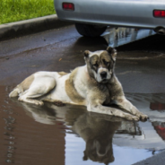 Puddles May Be Putting Your Dogs At Risk