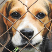 Puppy Banished Outside To A Life Of Neglect Gets A Second Chance At Love