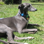 Rescue Greyhound Flies To His New Italy Home In Business Class