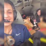 Rescuers Fly Plane Packed With Puppies To Save Them From Euthanasia