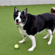 Senior Border Collie Has Been Waiting 100 Days At U.K. Rescue For Someone To Adopt Him