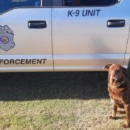 Senior K-9 Proves Age Is Just A Number By Catching Wanted Man On The Run