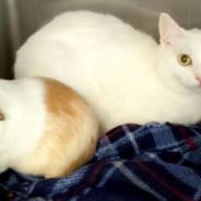 Shelter Cat and Guinea Pig Best Friend Get Adopted Into Perfect Home Together