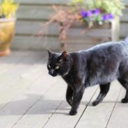 Stray Cat Brings Kittens Over to Friendly People Who Feed Her