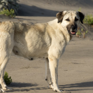 Stray Dog Goes Viral For Train Hopping Across Town Through 29 Different Metro Stations