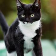 Stray Kitten Wandering on the Trails is Adopted By Hiker