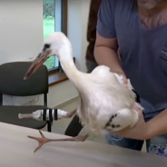 Student Helps Injured Stork Walk Again With New Prosthetic Leg