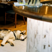 These Six US States Allow Dogs In Restaurants