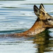 Time Is Ticking As Man Jumps Off Boat To Save Drowning Baby Deer