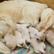 Toddler Sneaks Into Room To Give Dog Nursing Her Puppies Some Kisses Before Bed