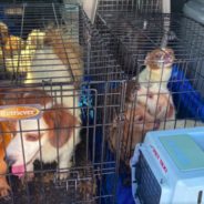 Virginia Beach SPCA Seeks Help After Rescuing 45 Dogs From Hoarding Situation