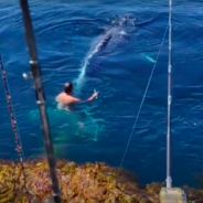 Whale Caught In Lobster Trap Struggles To Move, Fisherman Dives In To Help