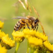 Wildflowers Are Feeding At-Risk Bees Around The Country, Thanks To You