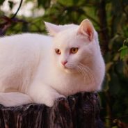 Woman Battling Bronchitis Finds Cat Outside Who Helps Nurse Her Back to Health