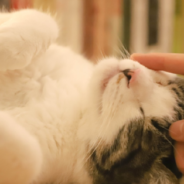 Woman Creates A Zen Garden On Her Sleeping Cat