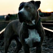 Woman Rescues Abandoned Pit Bull From Railroad Tracks Just In Time