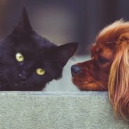 7 Ways To Give Back During National Animal Shelter Appreciation Week