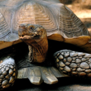 A Puppy And A Rescued Tortoise Become BFFs