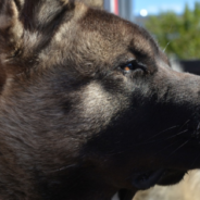 Akita Found Her Forever Home After Spending Years Tied To A Tree