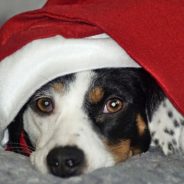 Animal Rescue In Desperate Need Of Fosters For The Holidays