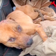 Bait Dog Thrown Onto The Street & Left To Die Finally Ends Up Where He’s Meant To Be