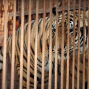 Caged Tiger Is Finally Set Free After A Long Life Of Severe Abuse