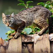 Cat In Colorado Tests Positive For Bubonic Plague