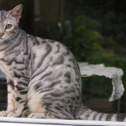 Cat Learns To Talk Back To Lonely Mom