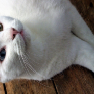 Cat Loves Greeting Delivery Drivers On Her Porch