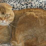 Cat Plays With An Optical Illusion Rug Designed To Look Like A Vortex