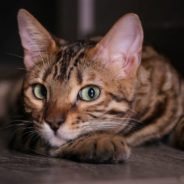 Cats Can Track Their Humans’ Movements, Even if They Can’t See Them