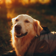 Couple Shared Their Wagon With An Elderly Dog Struggling On A Walk