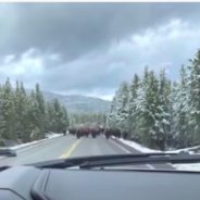 Couple Shocked When Herd Of Bison Surrounds Their Car In Yellowstone National Park