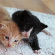 Couple That Has Never Owned Pets Saves Newborn Kittens