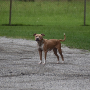 Dog Abandoned At Truck Stop Outruns Rescuers For Months