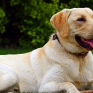 Dog Helps Owner With Diabetes Track Her Blood Sugar Levels