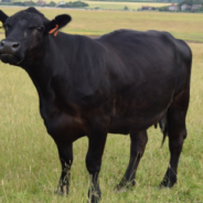 Dog Makes Friends With A Cow And Wants To Bring Him In For A Play Date