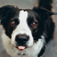 Dog Patiently Waits For The Ice Cream Truck So She Can Get A Treat