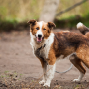 Dog Rescued From The Side Of The Road Can’t Stop Smiling