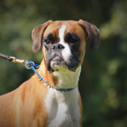 Dog With Crooked Smile Seeks Forever Home After Being Returned To Shelter