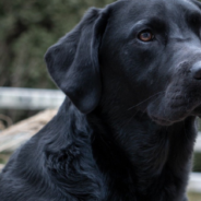 Dogs Panic And Attempt To “Save” Owner Who Swung On Rope Swing Into The Lake