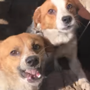 Dogs Rescued From Abuse Were Never Suppose To See Each Other Again