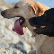 Dogs Save Owner After He Collapses From Seizure On Mountain Trail