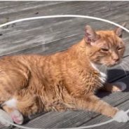 Doting Cat Dad Builds Elevator For Senior Cat To Help Him Get To His Favorite Spot