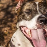 Dozens Of Shelter Dogs Are Waiting To Go On “Doggie Dates” In Florida